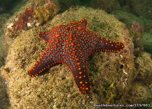 Sea Star Photo Argentine Point Costa Rica | Scuba Diving In Costa Rica With Bill Beard | Image #20/23 | 