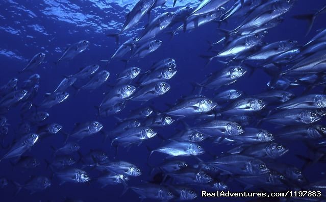 Schooling Jacks bat Islands Costa Rica | Scuba Diving In Costa Rica With Bill Beard | Image #21/23 | 