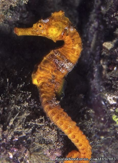 Sea Horse Los meros Costa Rica | Scuba Diving In Costa Rica With Bill Beard | Image #22/23 | 