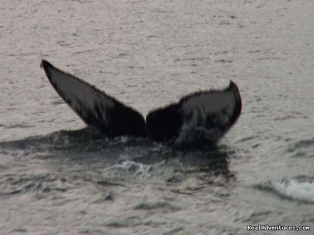 Whale tail in Gulf of Papagayo | History Of Scuba Diving & Adventure In Costa Rica | Image #4/8 | 