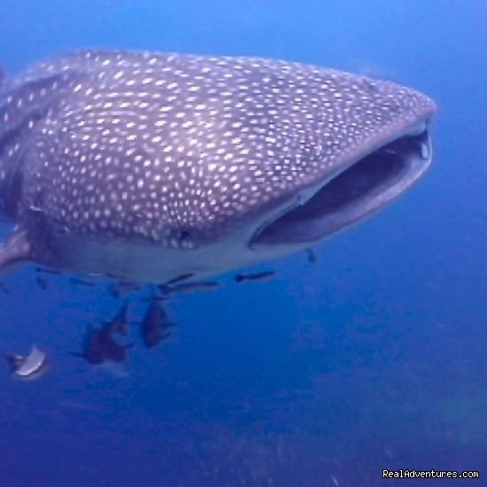 Whale shark in Costa Rica | History Of Scuba Diving & Adventure In Costa Rica | Image #6/8 | 