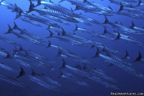 Pacific Baracuda (Sphyraena ensis) | History Of Scuba Diving & Adventure In Costa Rica | Image #2/8 | 