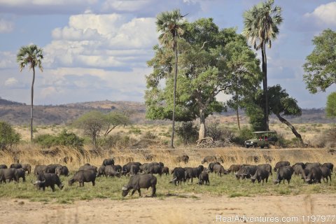 Game Drive In Ruaha Np