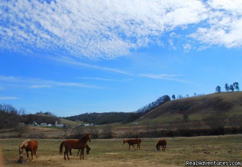 Come Horse around  at Foxwoode Farms!  | Image #7/13 | 