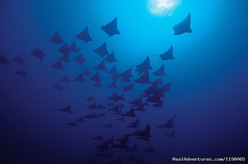 Eagle Rays Tiputa Passe | Pension BOUNTY  Rangiroa Paradise Atoll | Image #11/22 | 