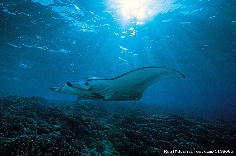 Manta Ray Tiputa Passe | Pension BOUNTY  Rangiroa Paradise Atoll | Image #5/22 | 