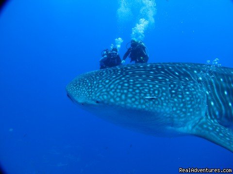 whale shark | Pension BOUNTY  Rangiroa Paradise Atoll | Image #16/22 | 