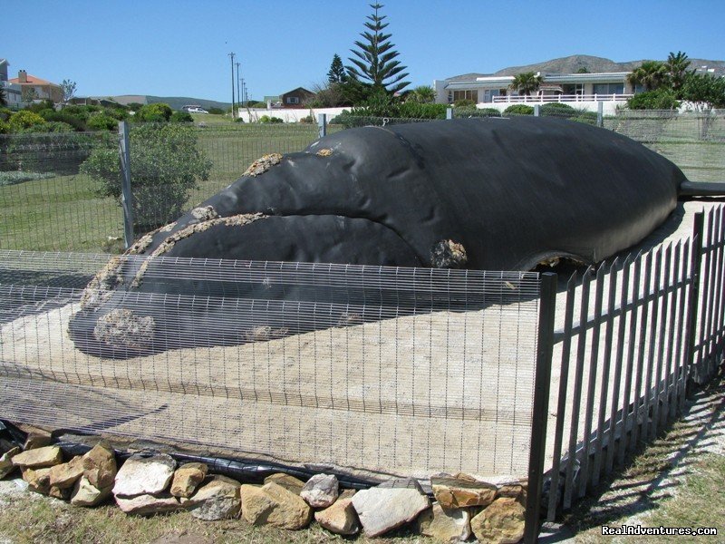 Whale watching at  Whale Cove A104 | Image #10/10 | 