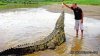 Crocodiles On The Tarcoles River With Bill Beard's | Central Pacific, Costa Rica