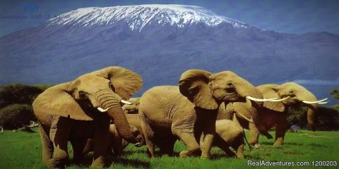 Amboseli National Park