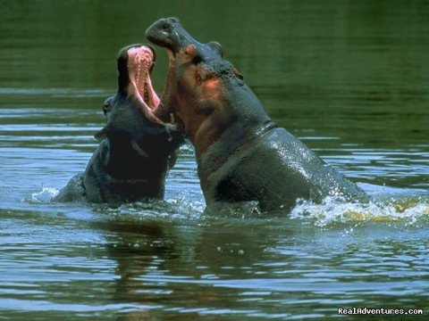 Hippopotamus