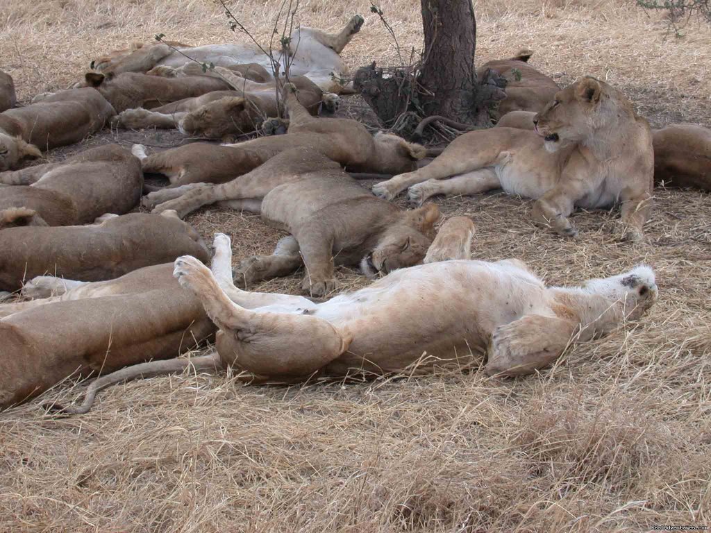 A Group of Lions/Family | Welcome to East Africa - Land of  Beauty: | Image #16/26 | 