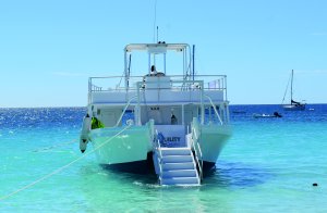 Swim With Turtles In Barbados