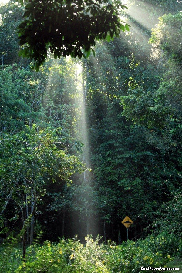 Morning rays | Tabin Wildlife Reserve Safari | Image #4/9 | 