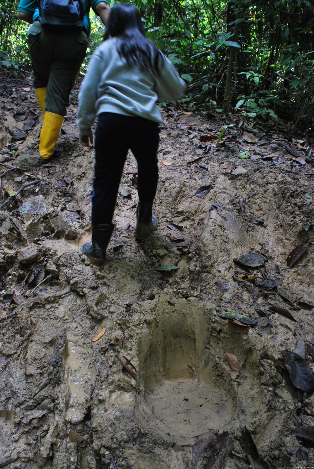 Fresh Elephant Tracks | Tabin Wildlife Reserve Safari | Image #5/9 | 