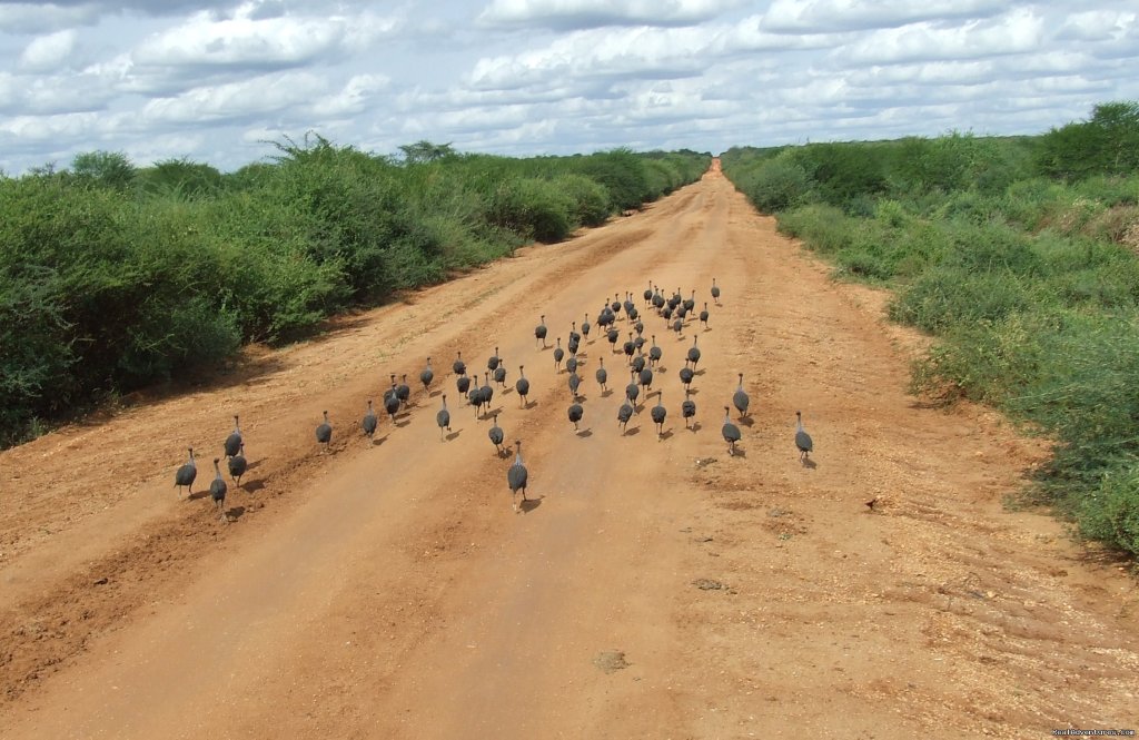 African Safari & Site seeing | Image #5/19 | 