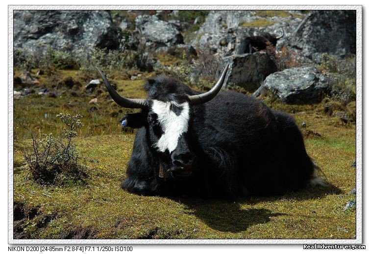 Trekking Minya Gongga - King of Sichuan Mount tour | Image #3/4 | 