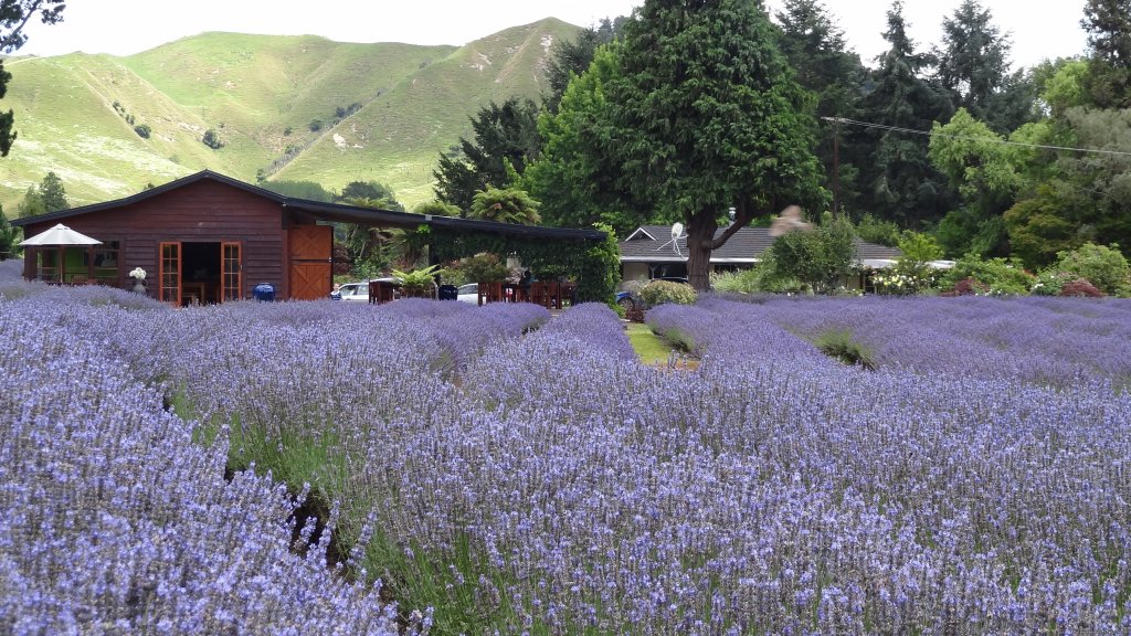 The Lavender Farm | Canoe Hire And Jet Boat Tours Taumarunui | Image #8/8 | 