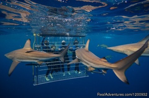 Shark Cage Diving KZN