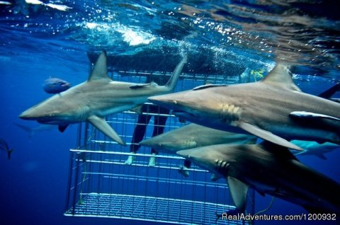 Shark Cage Diving KZN