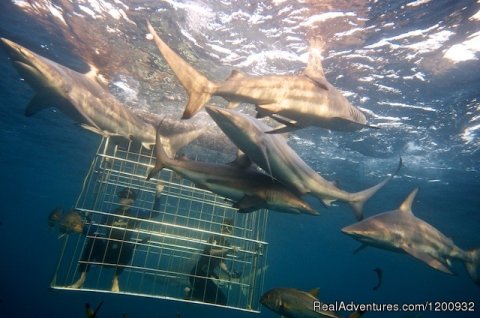 Shark Cage Diving KZN