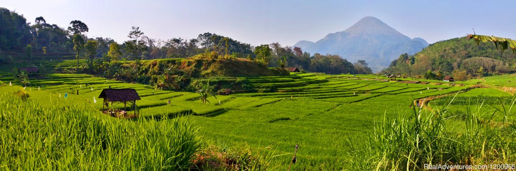 Rice Terrace near the Hotel | Vanda Gardenia Trawas | Image #2/4 | 