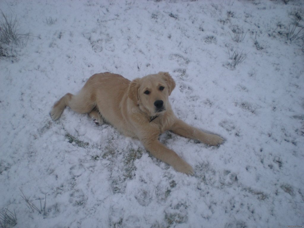 Meet Shannon our Golden retriever | Emohruo Bed and Breakfast--Home from Home | Image #4/9 | 