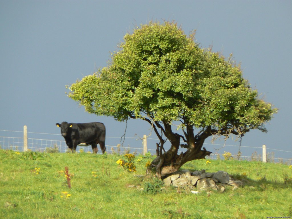 Fairy tree view | Grovemount House for Serenity and Total Relaxation | Image #2/6 | 