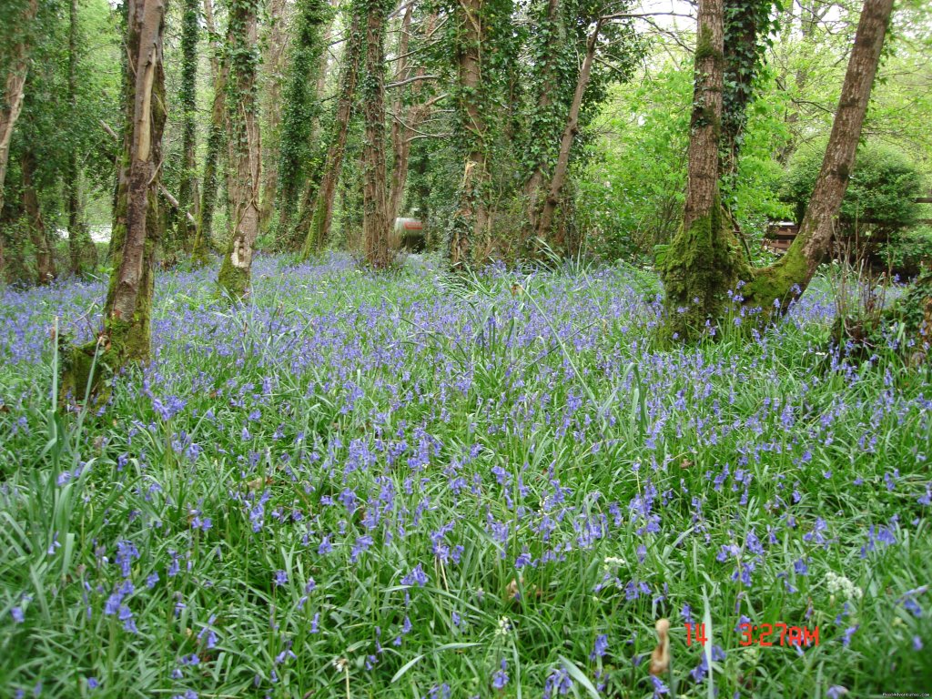 Gleann Fia Country House, Killarney | Image #11/14 | 