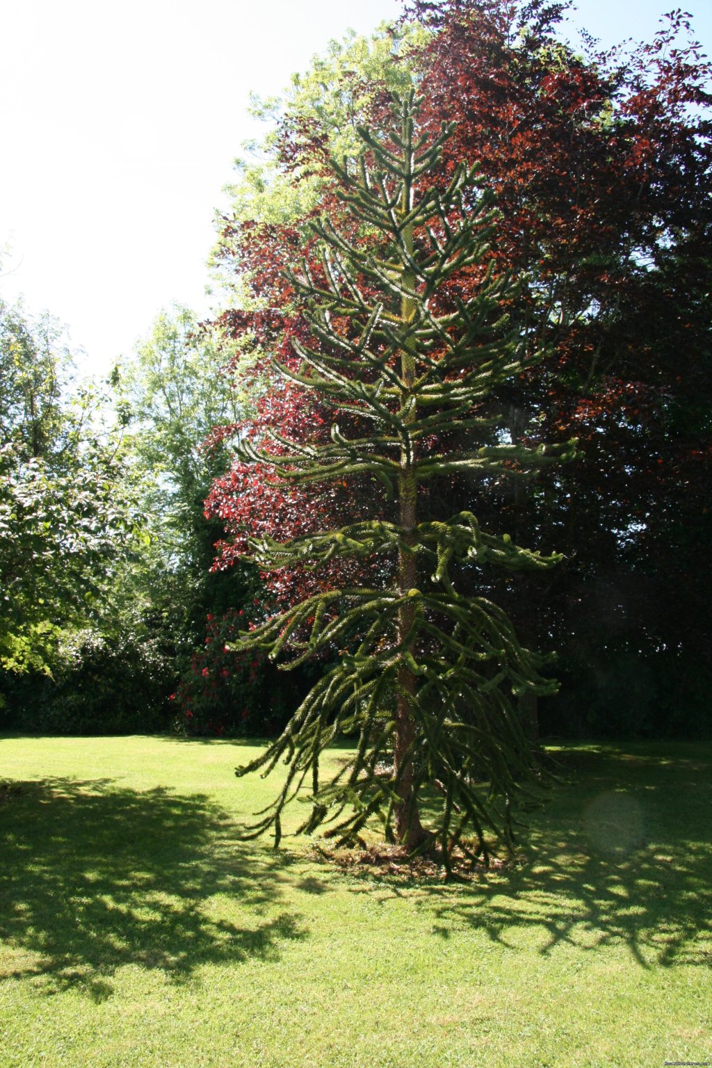 Kathleens Country House Magnicifient Chilean Pine in Garden | Kathleens Country House The Best Irish Hospitality | Image #9/16 | 