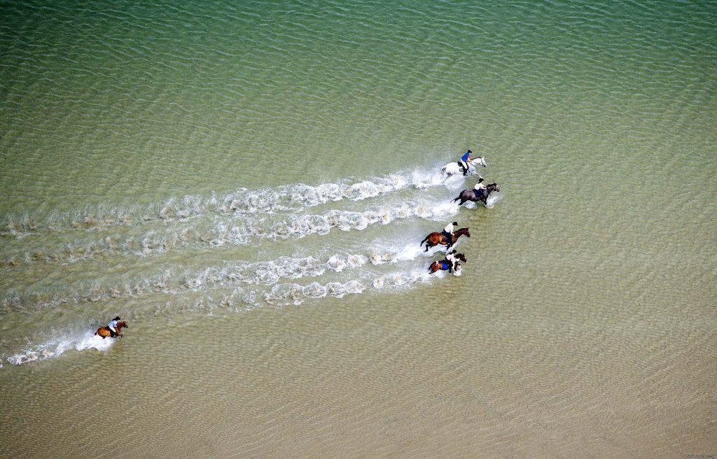 gotrekking Horses cantering through the shallows | Best Western Plus Westport Woods Hotel | Image #8/19 | 