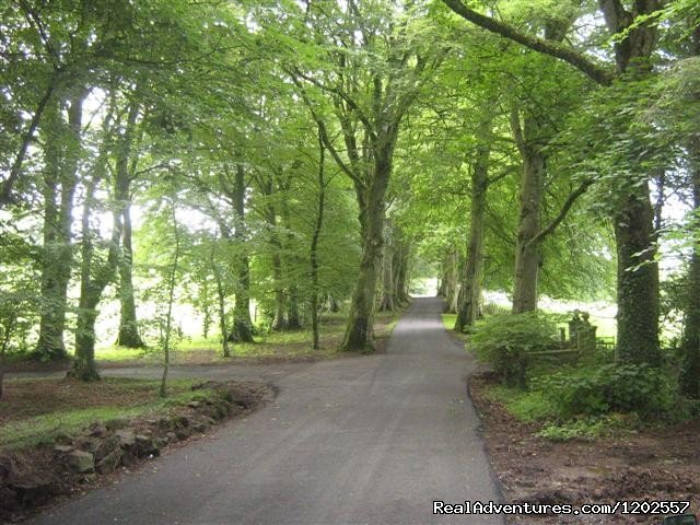 300 yr old beech tree driveway | Corick House Hotel | Image #14/24 | 