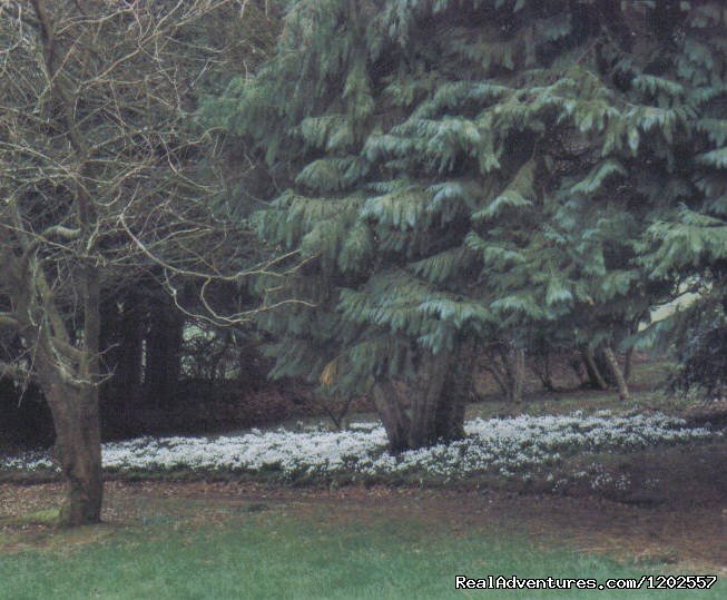 Snowdrop dell | Corick House Hotel | Image #21/24 | 