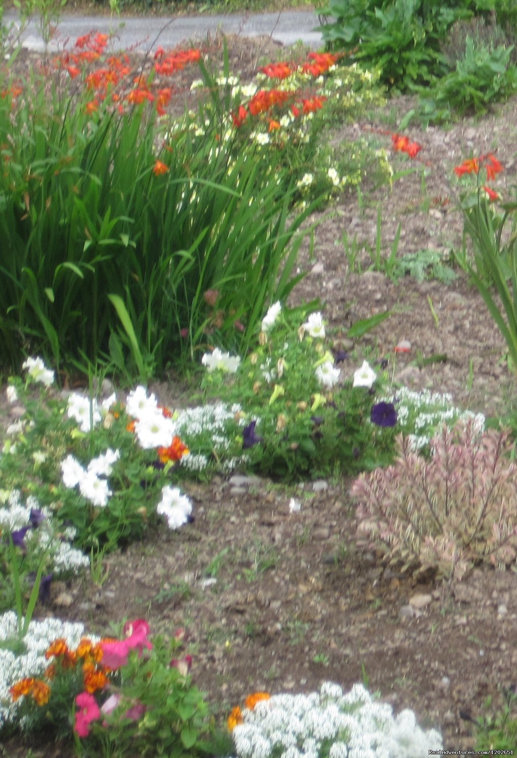 Flower border | White Heather Farmhouse | Image #2/4 | 