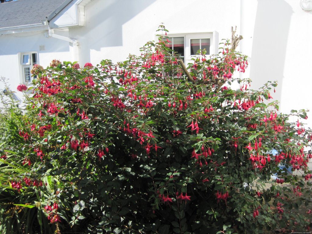 Fuschia at Salmon Leap Farm | Salmon Leap Farm | Image #7/10 | 