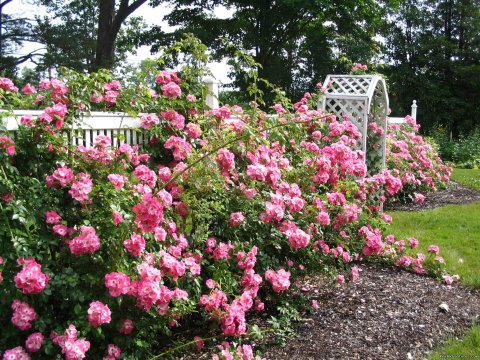 Rose garden