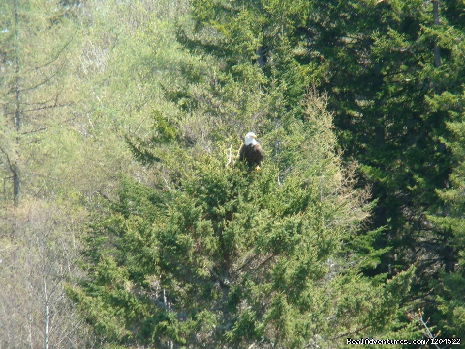 Eagle | Riverview Cottages | Image #5/19 | 