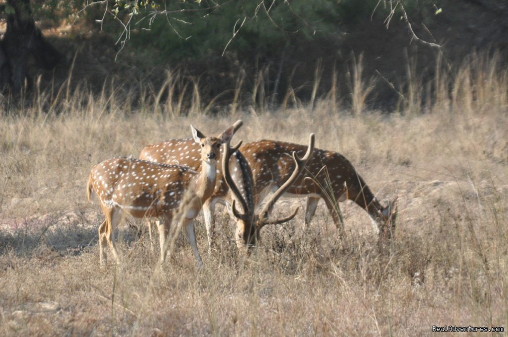 India in December | Image #4/4 | 