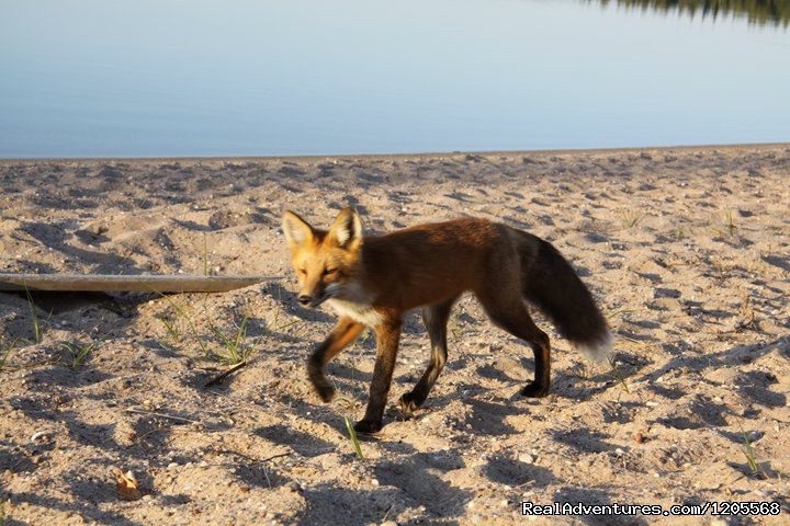 Wildlife | Nesslin Lake Campground | Image #2/4 | 