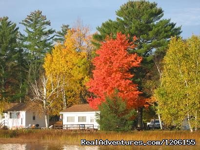 Maple view from the lake