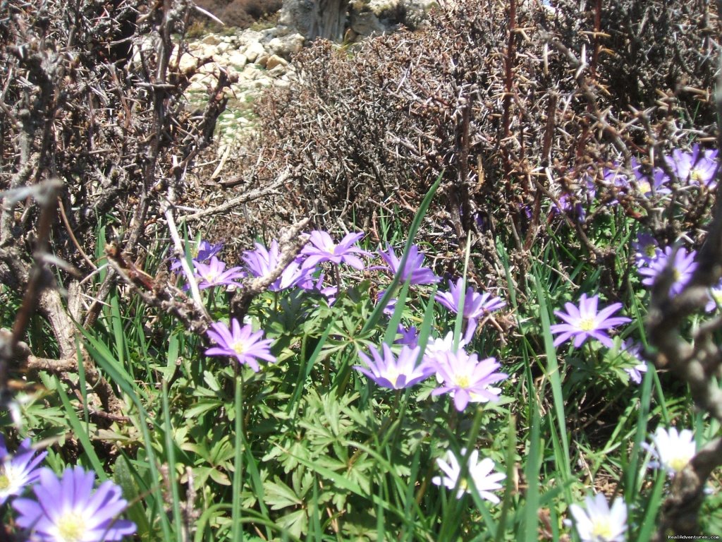 Mountain vegetation | Hiking in Kayakoy, Turkey: the Spirit of Lycia | Image #12/24 | 