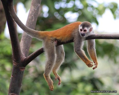 Wildlife in Manuel Antonio National Park