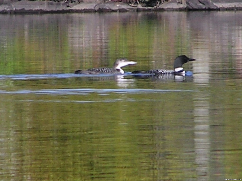 Premier Lakeside Lodging Moosehead Lake Region | Image #6/7 | 