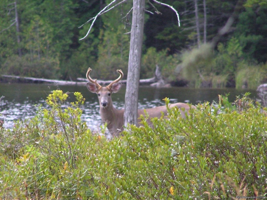 Premier Lakeside Lodging Moosehead Lake Region | Image #7/7 | 