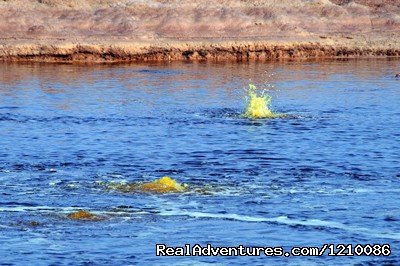 Dallol: The Yellow Lake | Ethiopia Adventures tour to Dallol and Ert-Ale | Image #8/26 | 