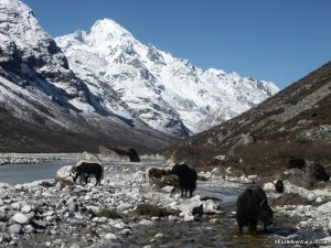 Langtang Trek