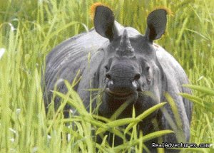 14 Nights Wildlife Tour to North East India | Guwahati, Kaziranga, Nameri, Manas, Orang etc.., India | Wildlife & Safari Tours