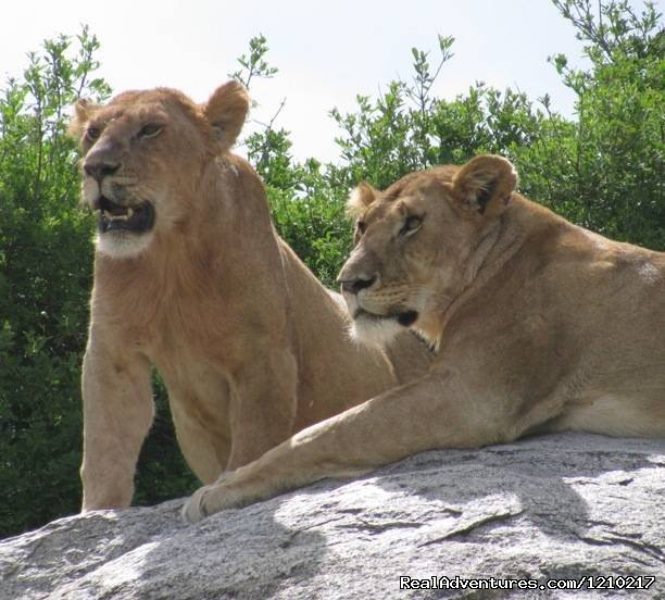 Tanzania wildlife safari tours | Africa travel destinations, Tanzania unique safari | Image #3/5 | 