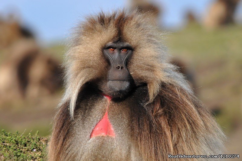 Gelada Baboon-Endemic to Ethiopia | Trekking in Ethiopia/Semien Mountain trekking | Image #2/8 | 