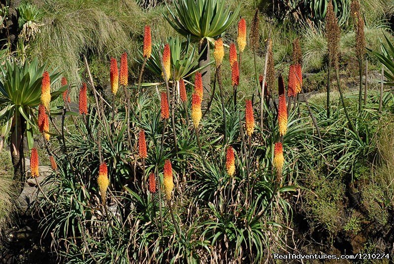 Red Hot Poker-Endemic to Ethiopia | Trekking in Ethiopia/Semien Mountain trekking | Image #3/8 | 